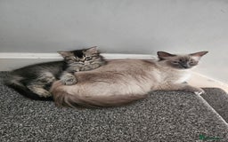 Mixed Breed cats for sale: Ragdoll x scottish fold kittens. Long haired - Image 10