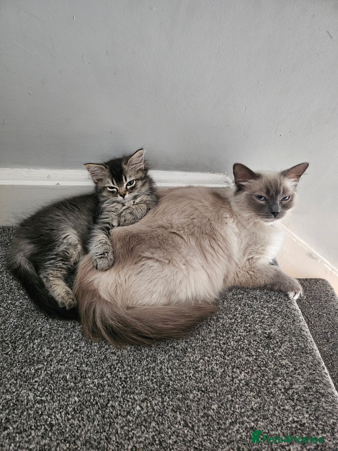 Mixed Breed cats for sale: Ragdoll x scottish fold kittens. Long haired - Image 10