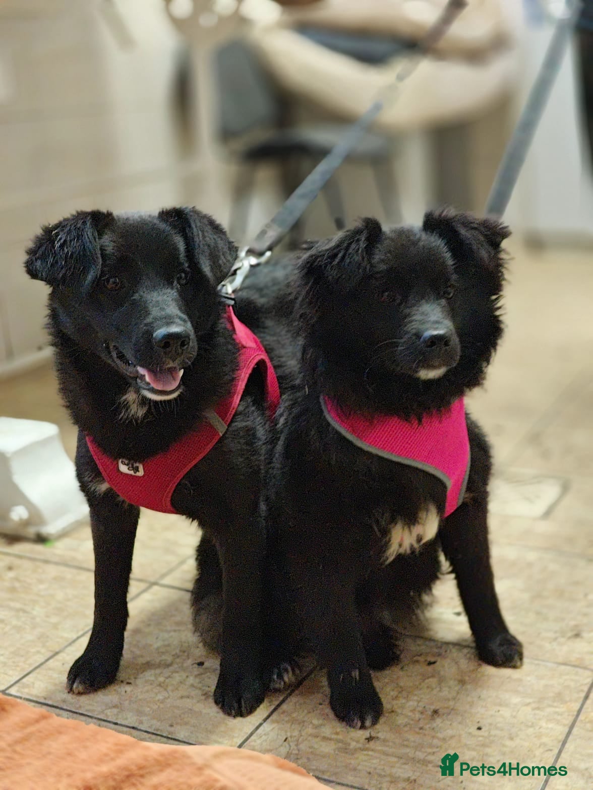 Mixed Breed dogs ❤️🐶 YUKI & FIFI – TWO HEARTS, ONE LITTLE TEAM - Advert 1