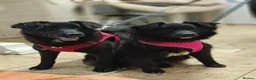 Mixed Breed dogs for adoption: ❤️🐶 YUKI & FIFI – TWO HEARTS, ONE LITTLE TEAM in Burton-on-Trent - Advert 1