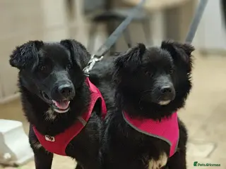 Mixed Breed dogs ❤️🐶 YUKI & FIFI – TWO HEARTS, ONE LITTLE TEAM - Advert 1