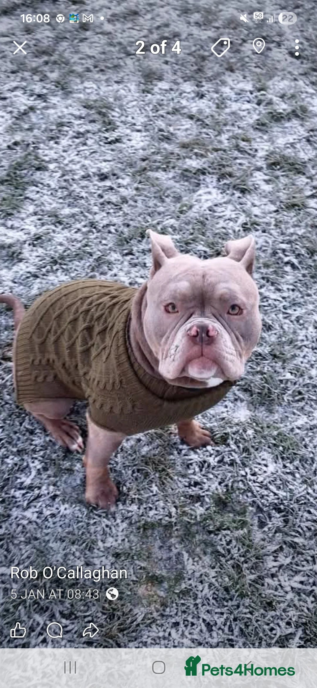 Mixed Breed dogs for sale: Elsie - Advert 2