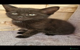 Mixed Breed cats for sale: Kittens😺 - Image 11