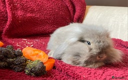 Mixed Breed rabbits for sale: Minilop, lionhead and mixed breed baby rabbits. - Image 17