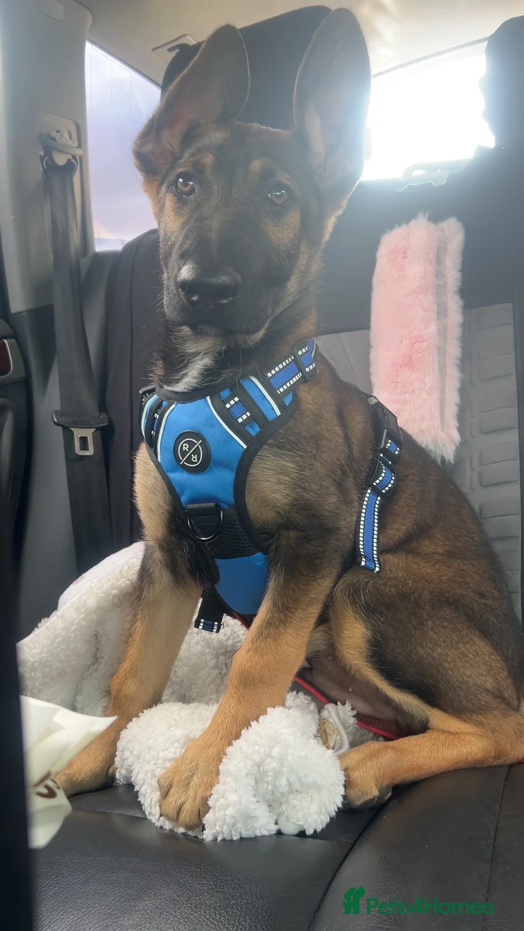 Mixed Breed dogs for sale: German shepherd mixed Belgian Malinois in Saint Helens - Advert 2
