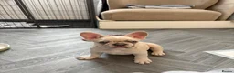 French Bulldog dogs for sale: French bulldog puppies are ready for a new home  - Advert 13