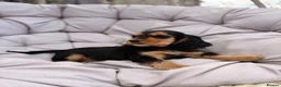 Cocker Spaniel dogs for sale: KC Reg show cocker Boy Ready Now ) 💙 - Advert 2