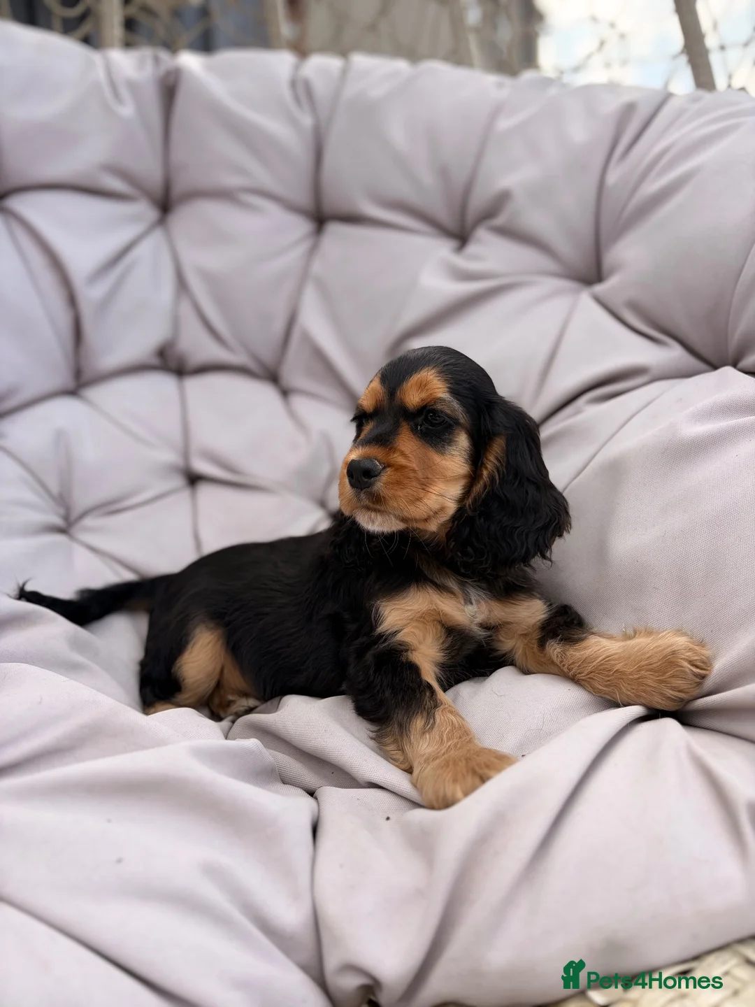 Cocker Spaniel dogs for sale: KC Reg show cocker Boy Ready Now ) 💙 - Advert 2
