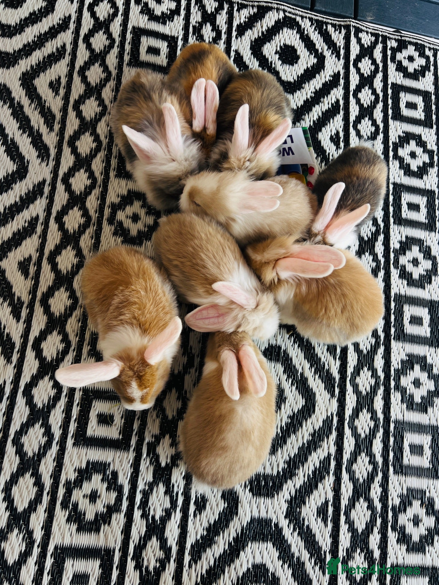 Mixed Breed rabbits Mini lops and lionhead baby rabbits - Advert 1