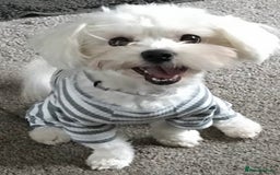 Maltipoo dogs for sale: Adorable Maltipoo Pups - Image 19