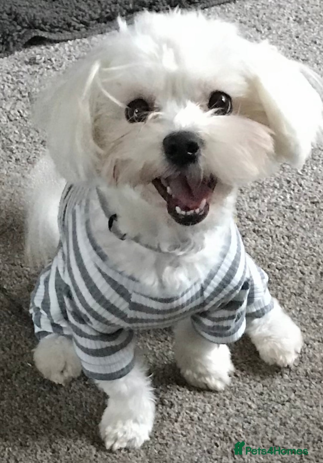 Maltipoo dogs for sale: Adorable Maltipoo Pups - Image 19