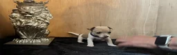 Jack Russell dogs for sale: Beautiful Jack Russell pups  - Advert 10