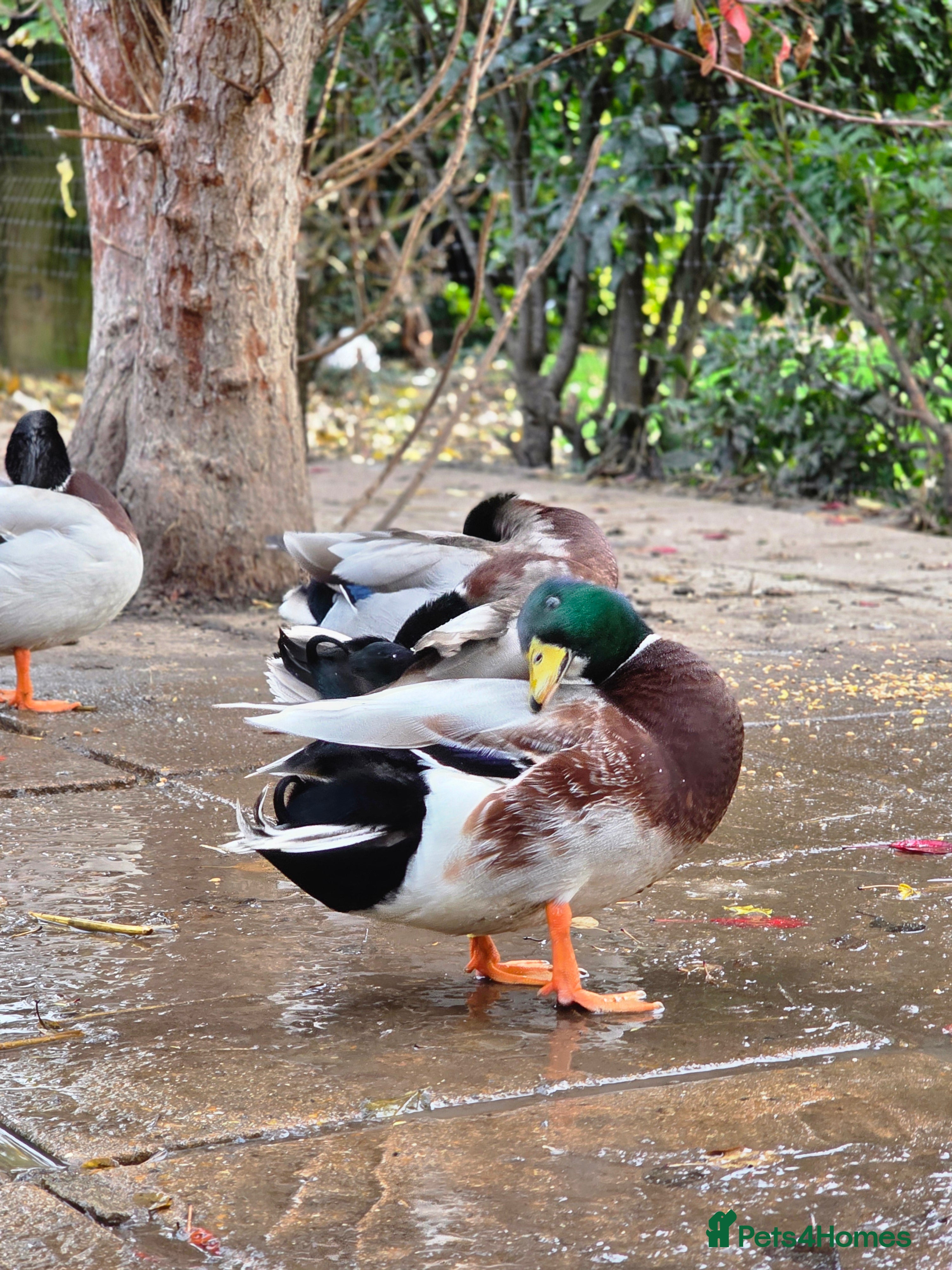 Ducks poultry Various Call Ducks for Sale - Advert 3