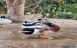 Ducks poultry for sale: Various Call Ducks for Sale - Image 1