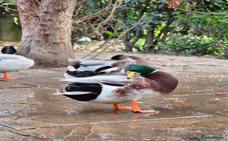 Ducks poultry - Advert 6