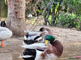 Ducks poultry for sale - Advert 3