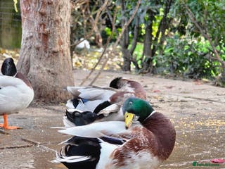 Ducks poultry Various Call Ducks for Sale - Advert 17