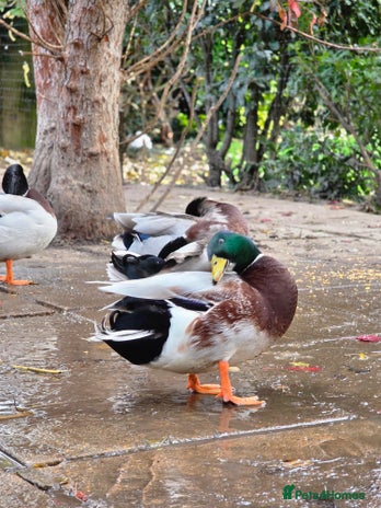 Ducks poultry - Advert 1