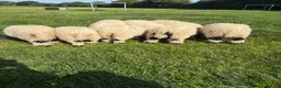 Sheep livestock for sale: Valais Blacknose wethers - Advert 3