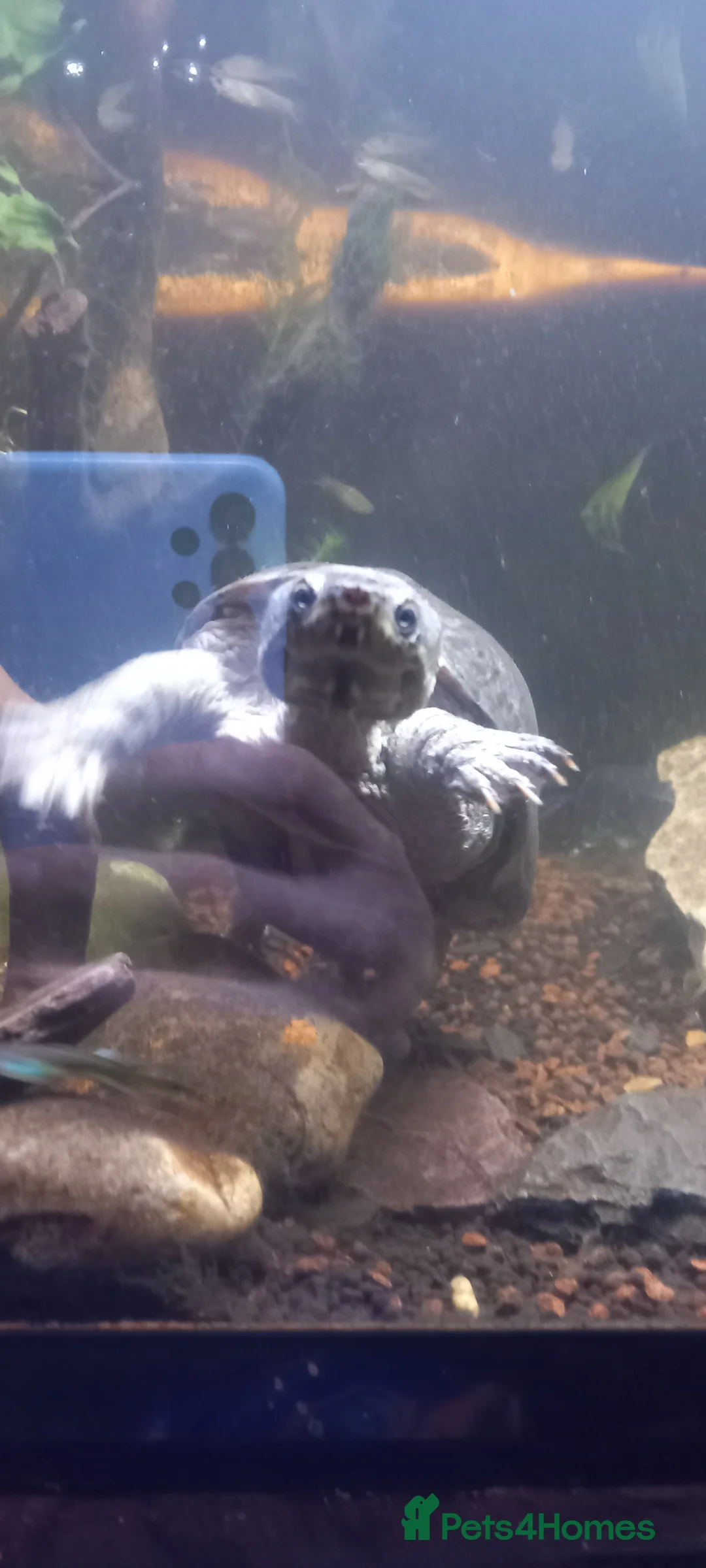 Turtle reptiles for sale: Hardcase the musk turtle - Advert 2