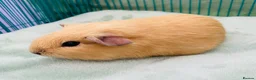 Guinea Pig rodents for sale:  Guinea pig pups for sale in Peterborough in Peterborough - Advert 7