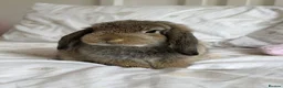 Mini Lop rabbits for sale: Friendly Mini Lop Looking for His Forever Home - Advert 2