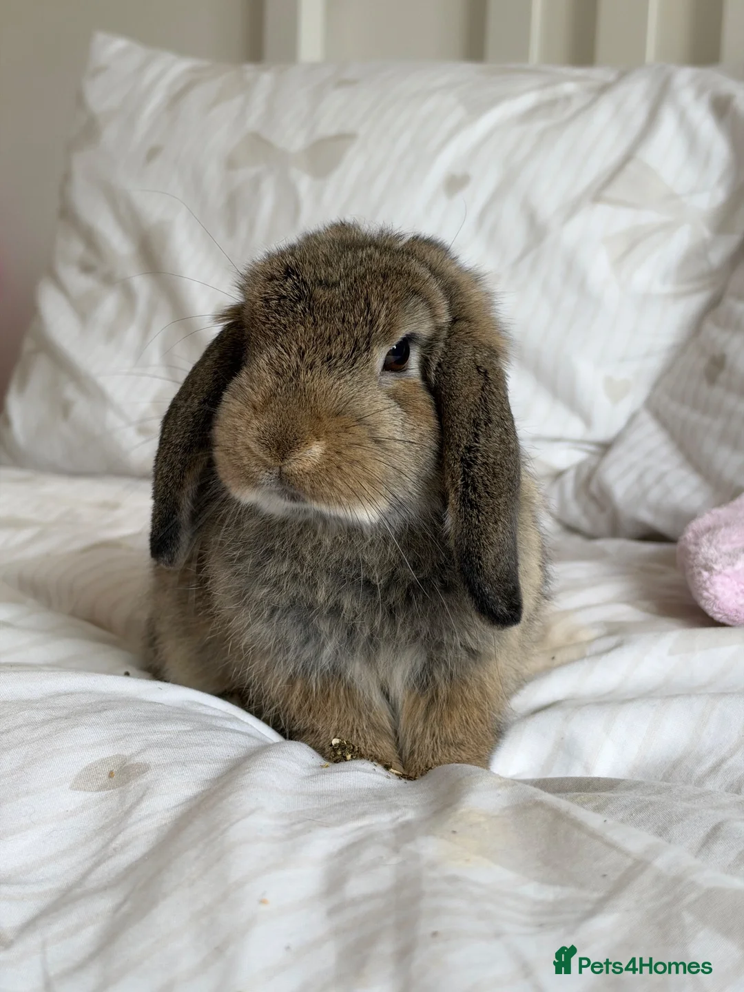 Mini Lop rabbits for sale: Friendly Mini Lop Looking for His Forever Home - Advert 2