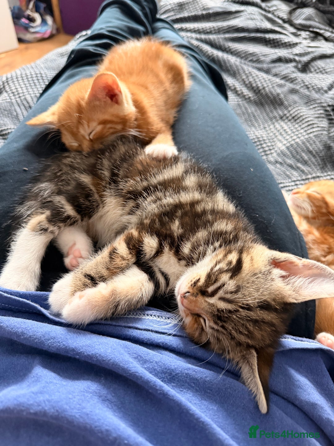 Mixed Breed cats for sale: 2 girls tabby and 2 boys gingers ragdoll tabby mix - Image 10