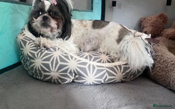 Shih Tzu dogs for sale: Beautiful puppies are looking for a new home - Image 7