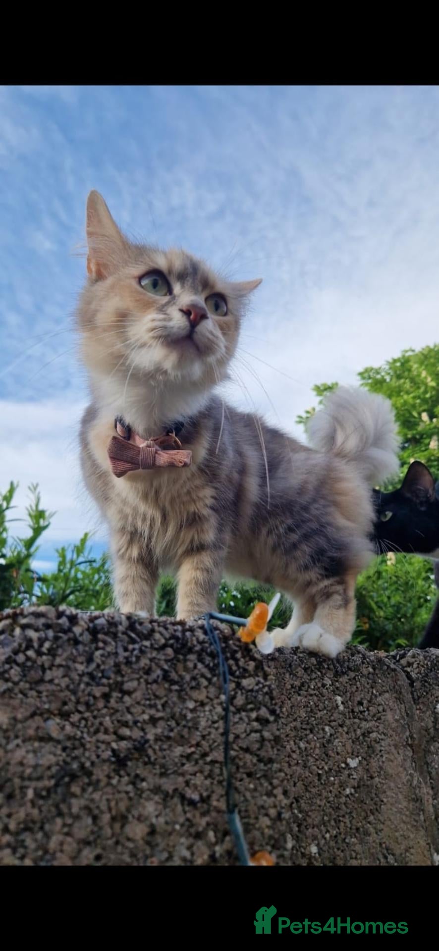 Mixed Breed cats Female Cat - Advert 1