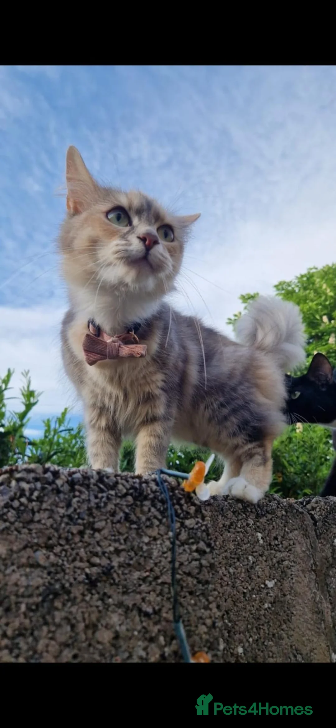 Mixed Breed cats for sale: Female Cat in Egremont - Advert 1