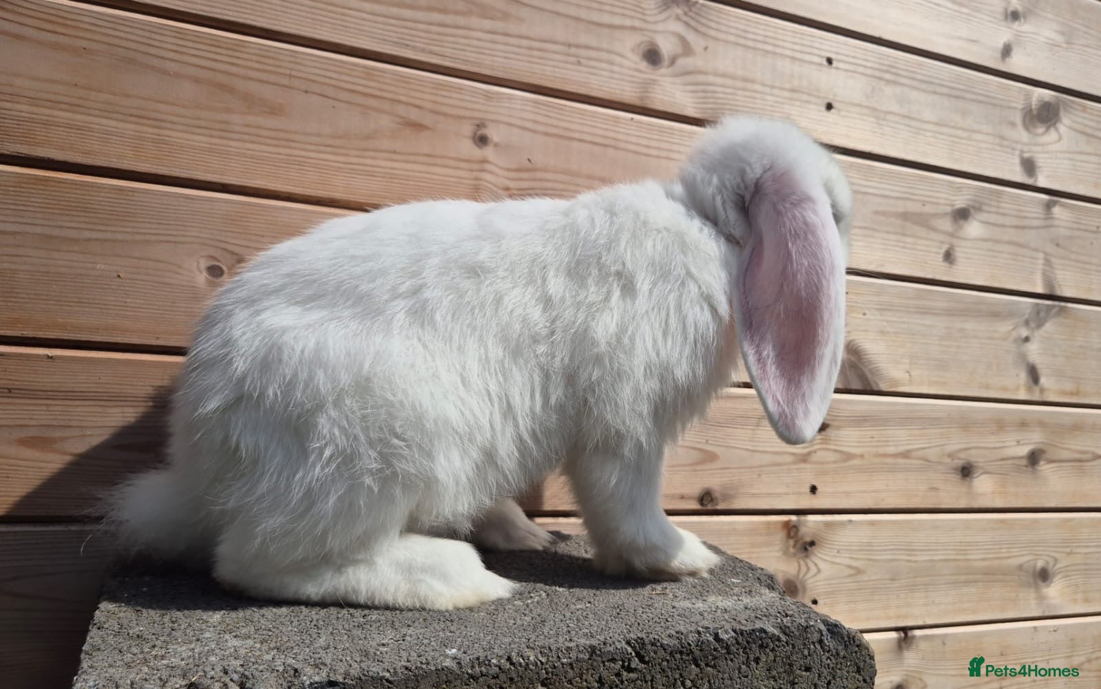 French Lop rabbits Frenchlop bucks available 12 weeks old  - Advert 2