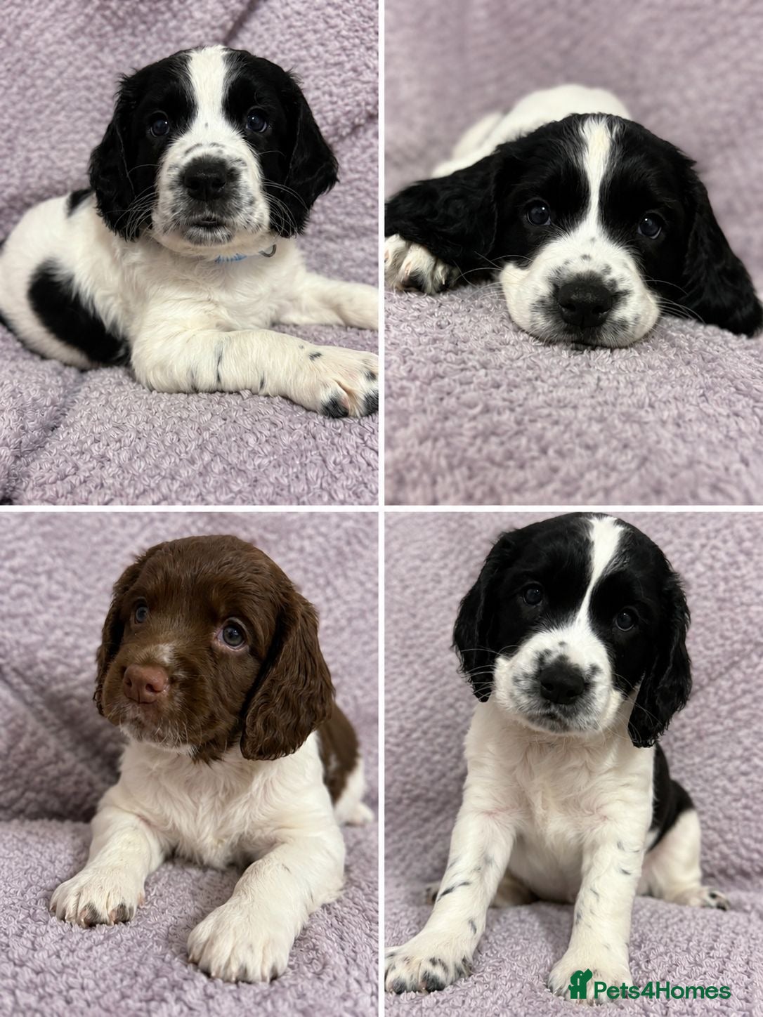 English Springer Spaniel dogs 5 weeks old🐶❤️AdorableSpringerSpanielPuppie 🐶❤️  - Advert 2