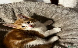 British Shorthair cats for sale: 5 male kittens - Image 2