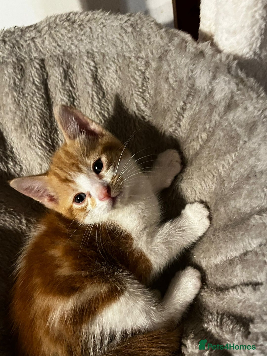 British Shorthair cats for sale: 5 male kittens - Image 2