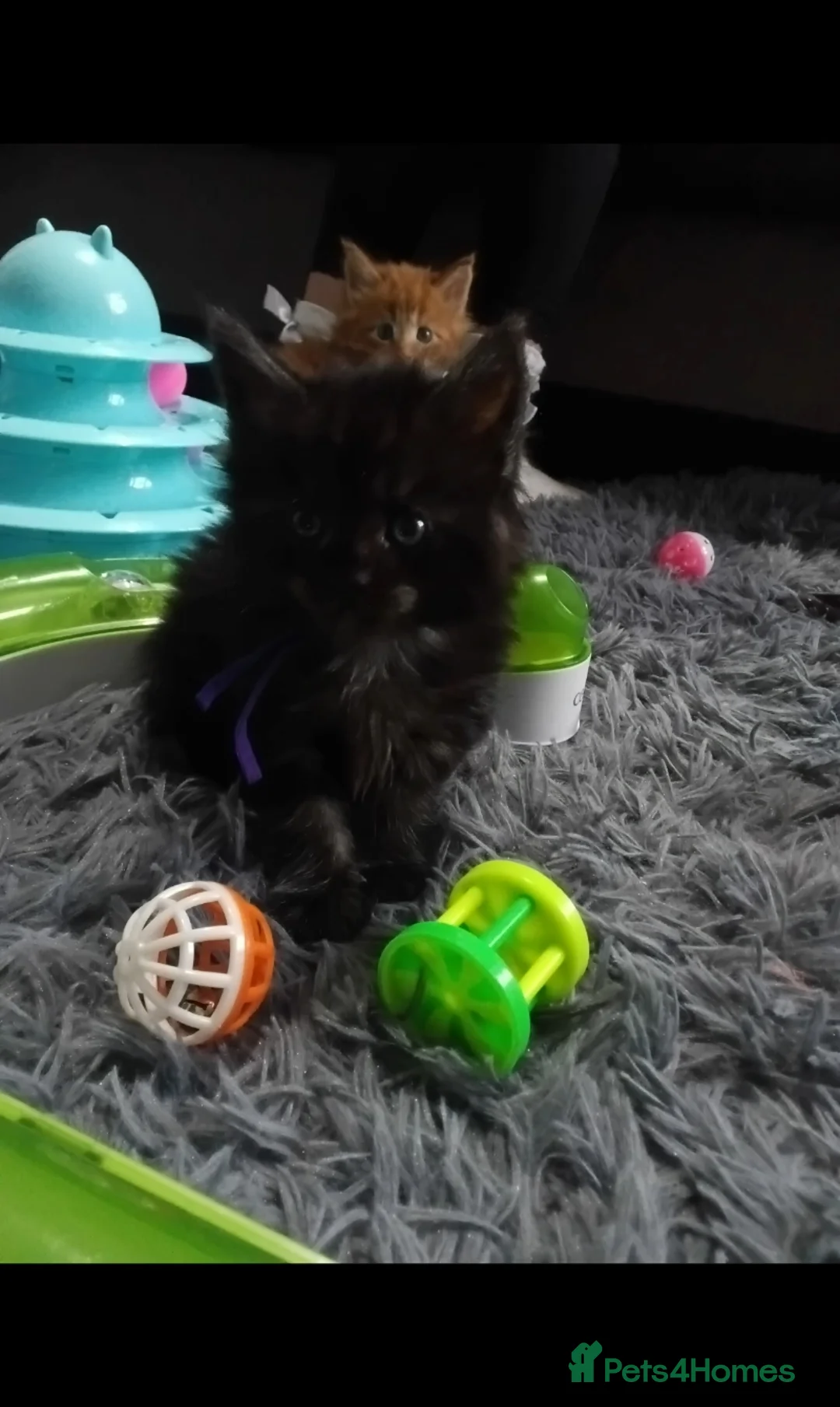 Maine Coon cats for sale: Beautiful Maine Coon Kittens available  - Advert 2