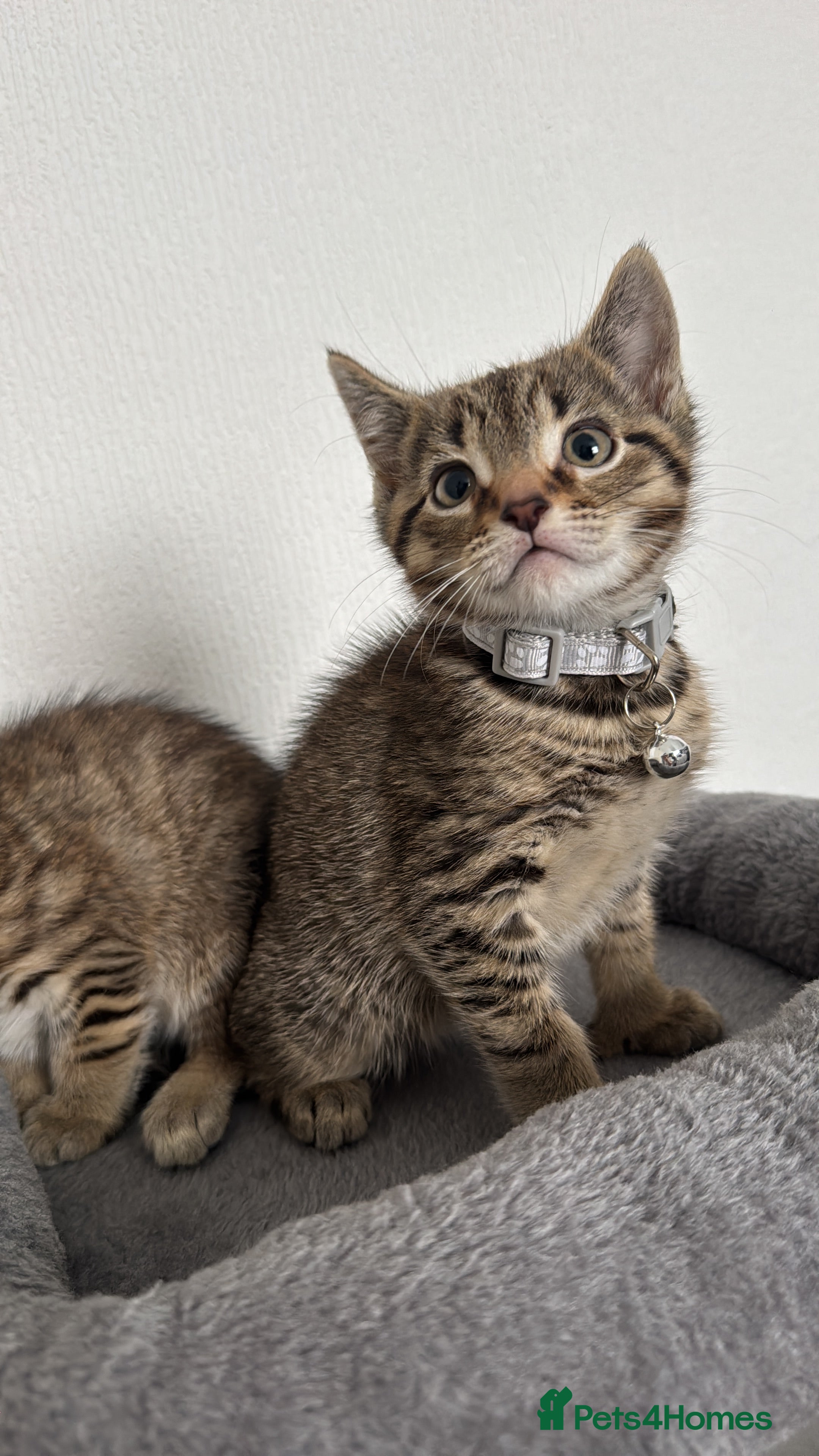Mixed Breed cats Two adorable tabby kittens - Advert 1