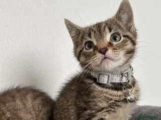 Mixed Breed cats Two adorable tabby kittens - Advert 1