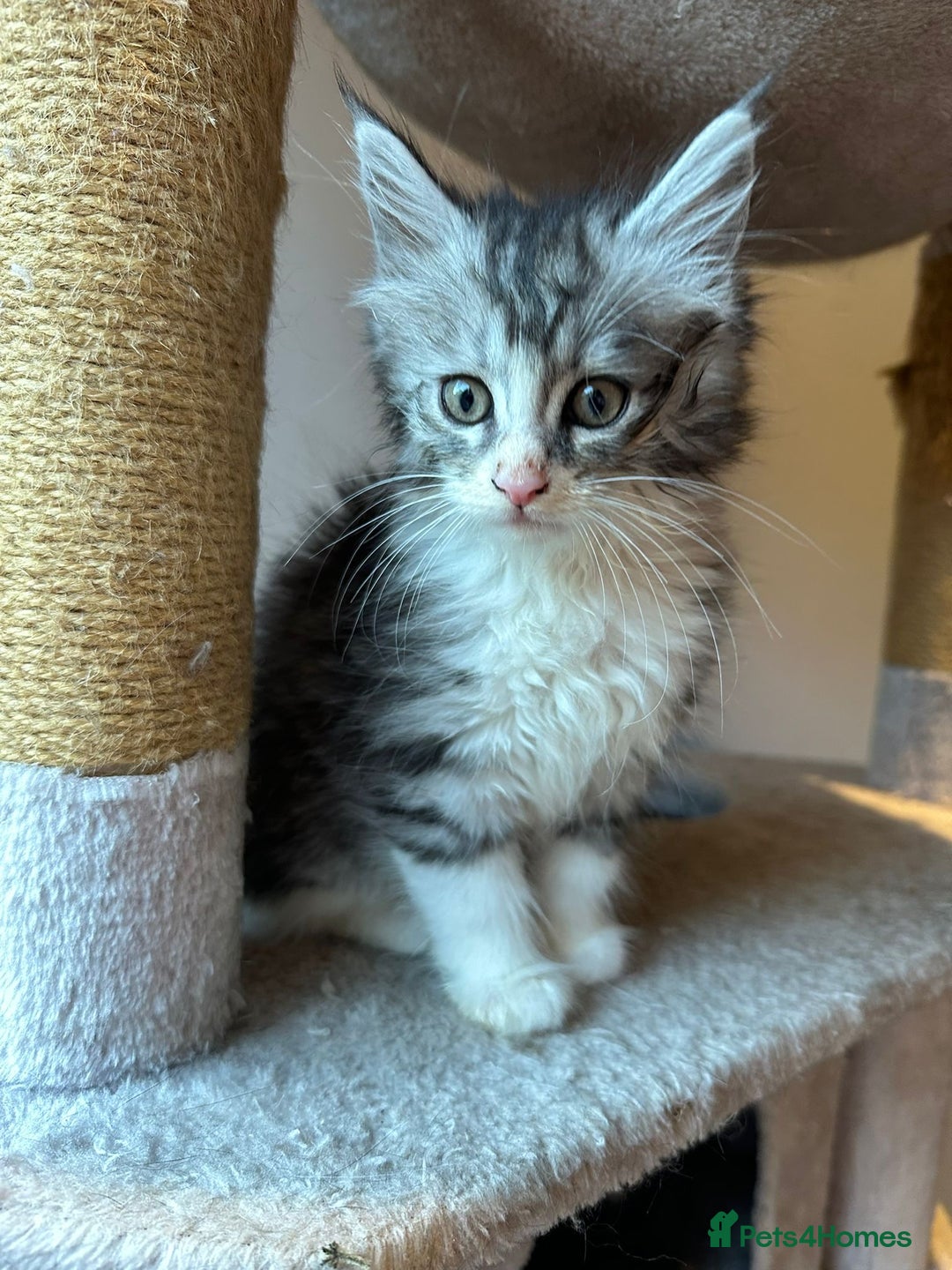 Maine Coon cats for sale: Stunning Mainecoon Kittens - Advert 5