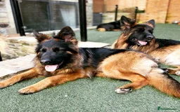 German Shepherd dogs for sale: 2 Chunky GSD boys looking for forever home  - Image 11