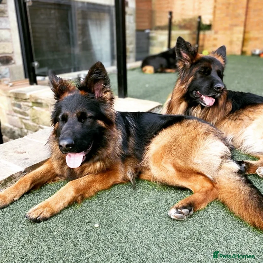 German Shepherd dogs for sale: 2 Chunky GSD boys looking for forever home  - Image 11