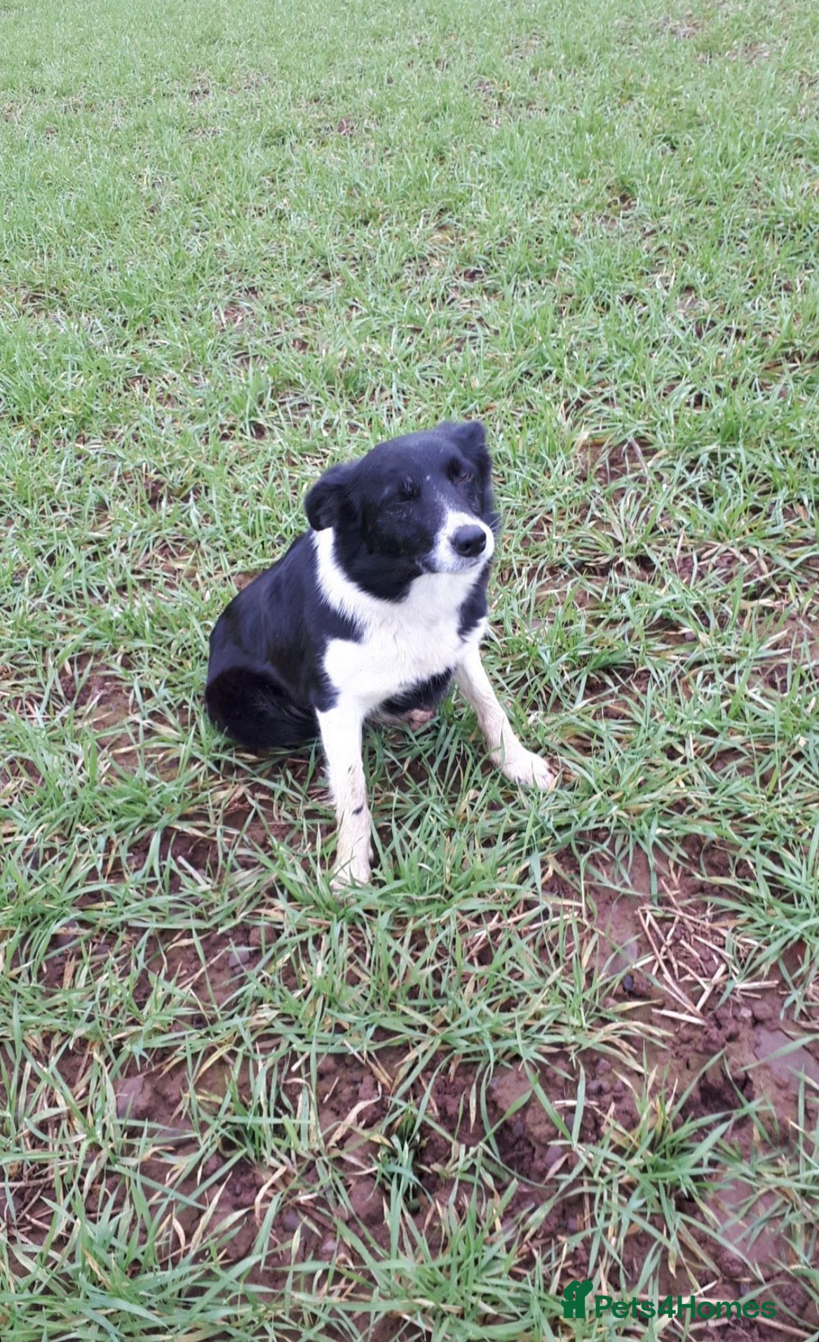 Border Collie dogs 🐾 STUNNING BLACK & WHITE BORDER COLLIE PUPPIES - Advert 2
