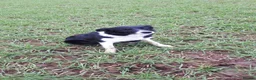 Border Collie dogs for sale: 🐾 STUNNING BLACK & WHITE BORDER COLLIE PUPPIES in Mansfield - Advert 2