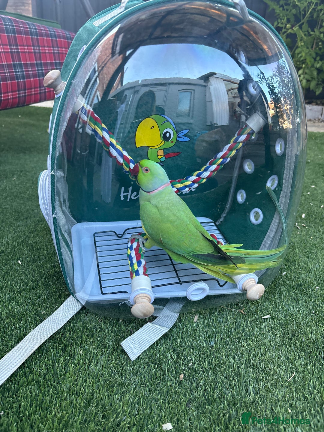 Ringnecks birds for sale: Kiwi  - Advert 1