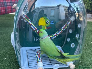 Ringnecks birds Kiwi - Advert 1