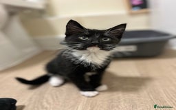 Mixed Breed cats for sale: female kitten - Image 2