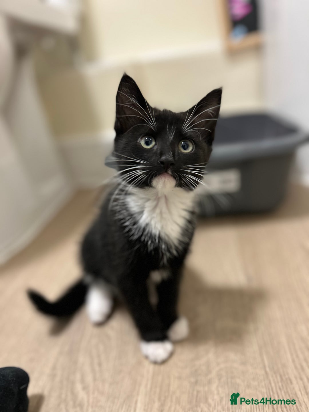 Mixed Breed cats for sale: female kitten - Image 2