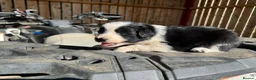 Border Collie dogs for sale: Very Cute Fluffy Border Collie Pups - Advert 3