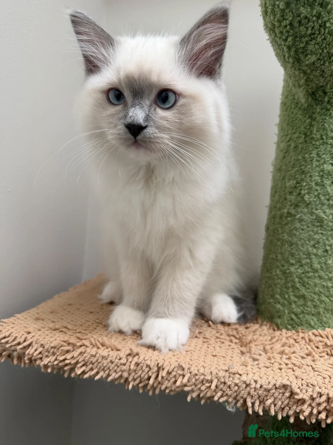Ragdoll cats for sale: Last 2 STUNNING Ragdoll Kittens Remaining 😍 - Advert 22