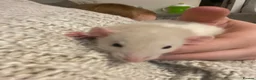 Rat rodents for sale: Female rat FREE please read! - Advert 4